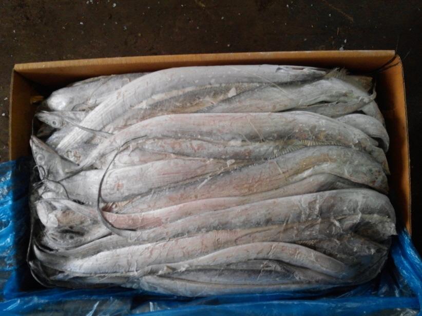 泰國冷凍帶魚(yú)進(jìn)口報關(guān)資料到廣州代理水產(chǎn)品案例