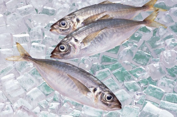 青島冷凍魚(yú)進(jìn)口清關(guān)實(shí)用知識，建議看看_副本.jpg